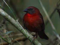 FL6A8330Red-throated_Ant-Tanager