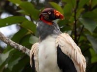 FL6A8331King_Vulture