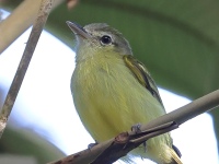 FL6A8369Yellow-winged_Flatbill