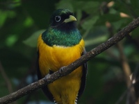 FL6A8391Northern_Black-throated_Trogon
