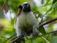 FL6A8395Geoffroys_Tamarin_Titi