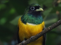 FL6A8398Northern_Black-throated_Trogon
