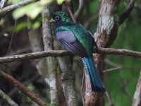 FL6A8417Northern_Black-throated_Trogon