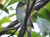 FL6A8479Bright-rumped_Atilla