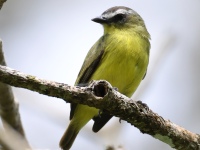 FL6A8499Brown-capped_Tyrannulet