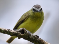 FL6A8509Brown-capped_Tyrannulet