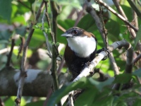 FL6A8566Black-bellied_Wren