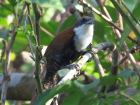 FL6A8575Black-bellied_Wren