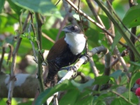 FL6A8581Black-bellied_Wren