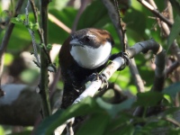 FL6A8597Black-bellied_Wren