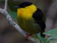 FL6A8720Golden-collared_Manakin