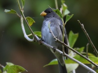 FL6A8740Slate-colored_Seedeater