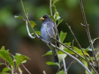 FL6A8742Slate-colored_Seedeater