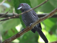 FL6A8773Fasciated_Antshrike