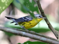 FL6A8799Magnolia_Warbler