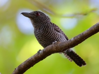 FL6A8830Fasciated_Antshrike