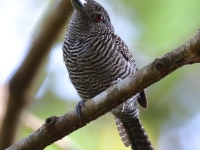 FL6A8840Fasciated_Antshrike
