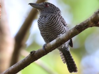 FL6A8845Fasciated_Antshrike