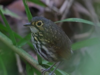 FL6A8931Streak-chested_Antpitta