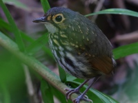 FL6A8946Streak-chested_Antpitta