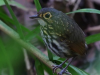 FL6A8952Streak-chested_Antpitta
