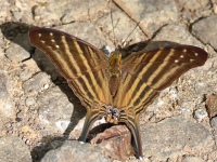 FL6A8981Many-banded_Daggerwing