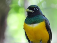 FL6A9021Northern_Black-throated_Trogon