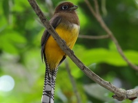 FL6A9047Northern_Black-throated_Trogon
