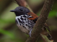 FL6A9097Spotted_Antbird