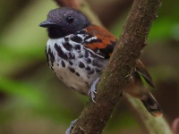 FL6A9098Spotted_Antbird