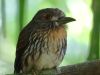 FL6A9125White-whiskered_Puffbird