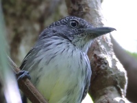 FL6A9163Spot-crowned_Antvireo