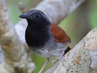 FL6A9315White-bellied_Antbird