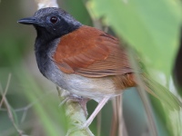 FL6A9344White-bellied_Antbird