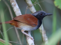 FL6A9355White-bellied_Antbird