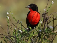 FL6A9454Red-breasted_Meadowlark