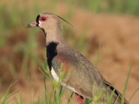 FL6A9520Southern_Lapwing
