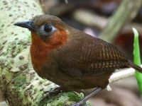 FL6A9523Song_Wren