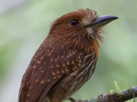 FL6A9544White-whiskered_Puffbird
