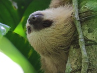 FL6A9569Two-toed_Sloth