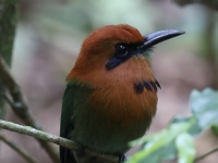 FL6A9641Broad-billed_Motmot
