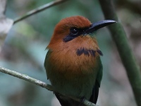 FL6A9649Broad-billed_Motmot