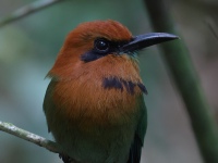 FL6A9656Broad-billed_Motmot
