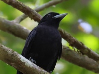 FL6A9670Female_Purple-throated_Fruitcrow