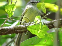 FL6A9688Forest_Elaenia