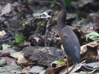 FL6A9799Agami_Heron