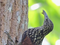 FL6A9883Black-striped_Woodcreeper
