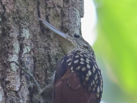 FL6A9927Black-striped_Woodcreeper