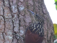 FL6A9956Black-striped_Woodcreeper