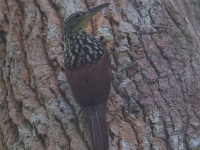 FL6A9979Black-striped_Woodcreeper